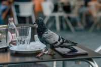 Prusak (blattella germanica)