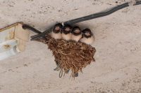 Prusak (blattella germanica)