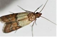 Prusak (blattella germanica)