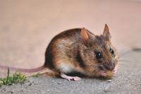 Prusak (blattella germanica)