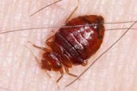 Prusak (blattella germanica)