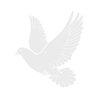 Gołąb – siatki preciwko gołębiom Wrocław Gołąb - siatki preciwko gołębiom Wrocław