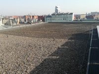 Gołąb – siatki przeciwko gołębiom zabezpieczenia przed gołębiami Gołąb - siatki przeciwko gołębiom zabezpieczenia przed gołębiami