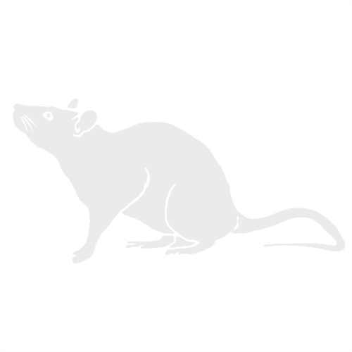 Szczury - gryzonie zwalczanie