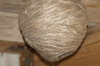 gniazdo-os gniazdo os