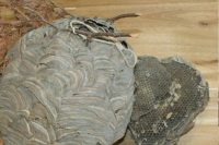 gniazdo-szerszeni gniazdo os