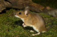 Prusak (blattella germanica)