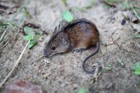 Prusak (blattella germanica)