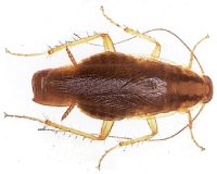 prusak-karaluch niemiecki