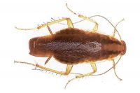 Prusak (blattella germanica)