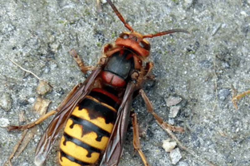  Prusak (blattella germanica)