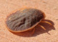 Likwidacja szkodników magazynowych - Obrzeżek gołębień.