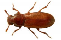 Likwidacja szkodników magazynowych - Trojszyk Ulec