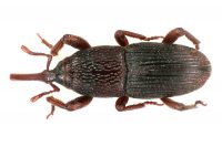 Wołek zbożowy - usuwanie szkodników - likwidacja wołka zbożowego