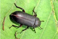 Likwidacja szkodników magazynowych - Trojszyk Ulec