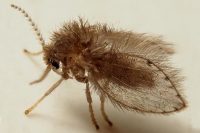 Likwidacja szkodników magazynowych - Trojszyk Ulec