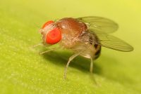 Likwidacja szkodników magazynowych - Obrzeżek gołębień.