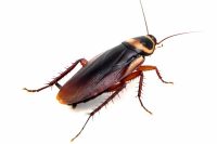 Likwidacja szkodników magazynowych - Trojszyk Ulec