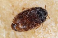 Prusak (blattella germanica)