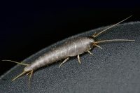 Prusak (blattella germanica)