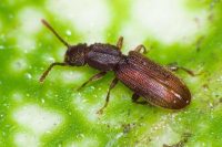 Likwidacja szkodników magazynowych - Trojszyk Ulec