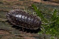 Likwidacja szkodników magazynowych - Obrzeżek gołębień.