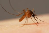 Prusak (blattella germanica)