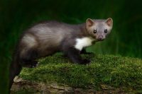 Prusak (blattella germanica)