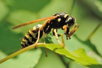 Likwidacja szkodników magazynowych - Trojszyk Ulec